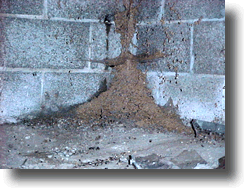 CARPENTER ANT FRASS