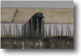 Ineffective bird control using plastic bird spikes