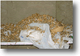 Nesting Material