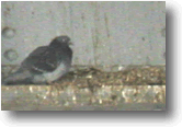 Pigeons, excrement and nesting material 