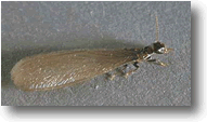 Swarmer